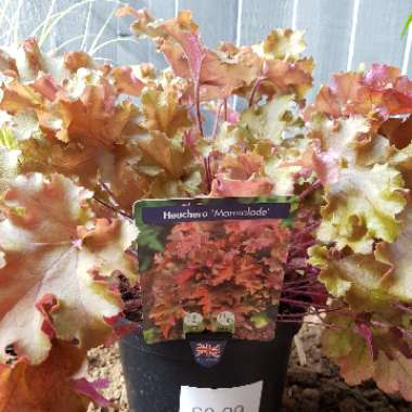 Heuchera 'Marmalade'
