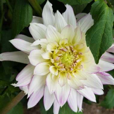 Dahlia 'Crazy Love'