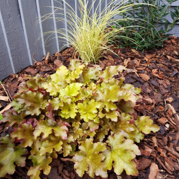 plant image 1182465 plant image 1182465