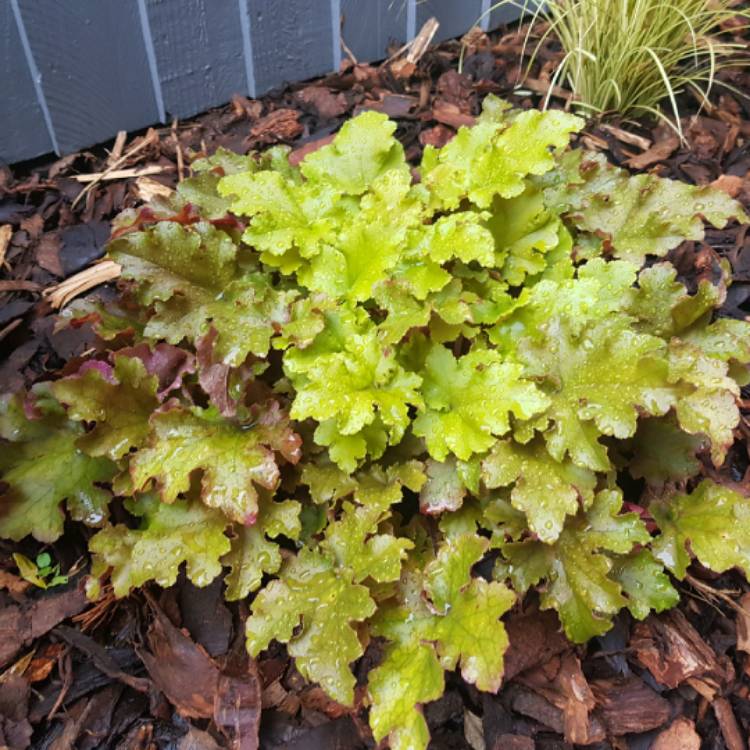 plant image 1190099 plant image 1190099