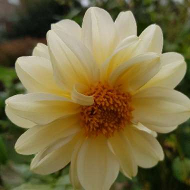 Dahlia