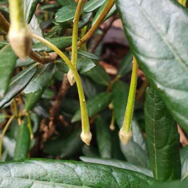 Crinodendron hookerianum syn. Tricuspidaria hookerianum