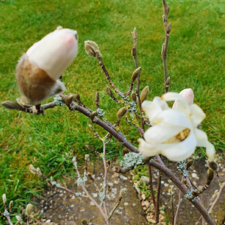 plant image 1247210 plant image 1247210