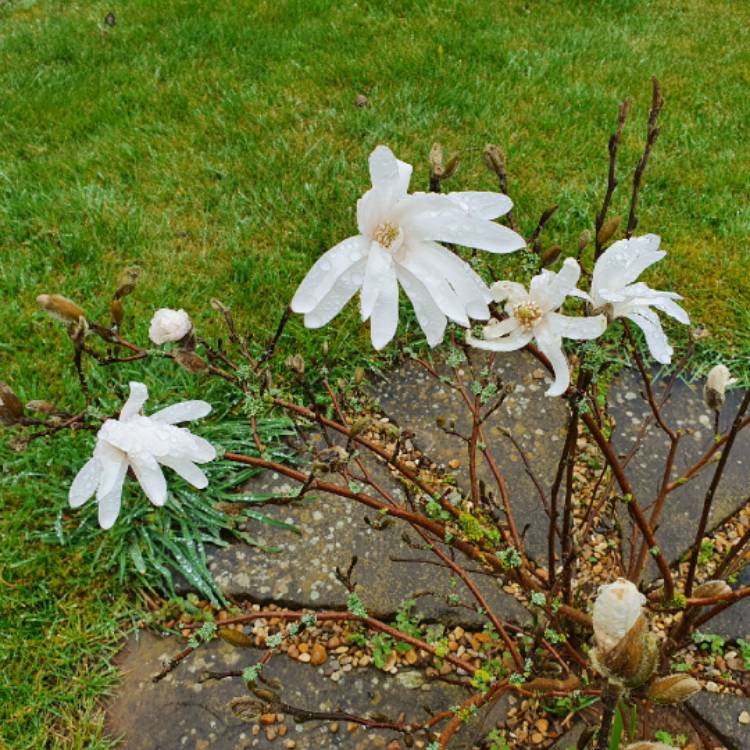 plant image 1248515 plant image 1248515