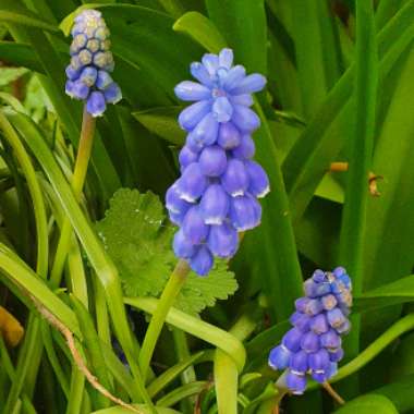 Muscari latifolium