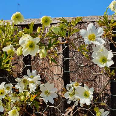 Clematis 'Early Sensation'