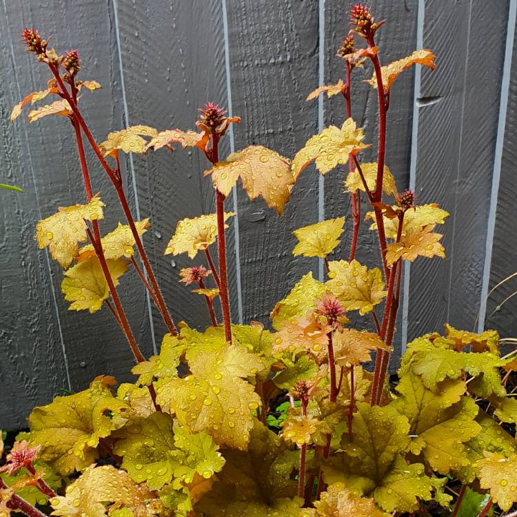plant image 1282823 plant image 1282823