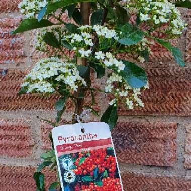 Pyracantha 'Orange Glow'