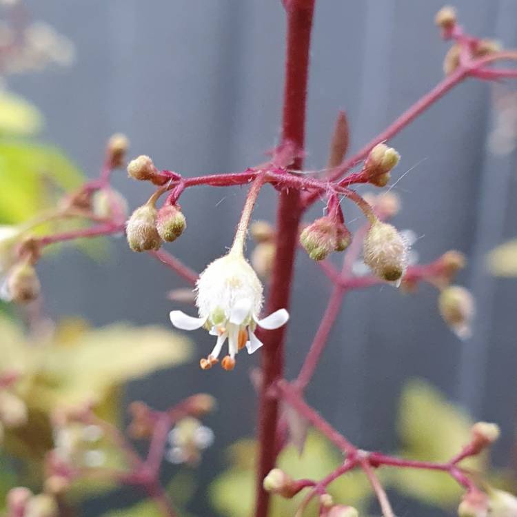 plant image 1308066 plant image 1308066