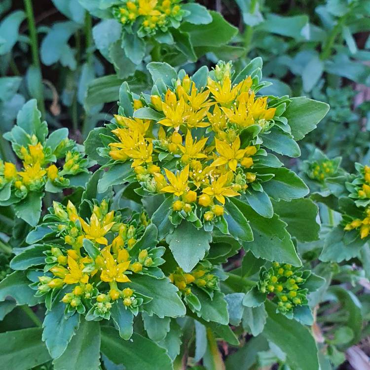 plant image 1319109