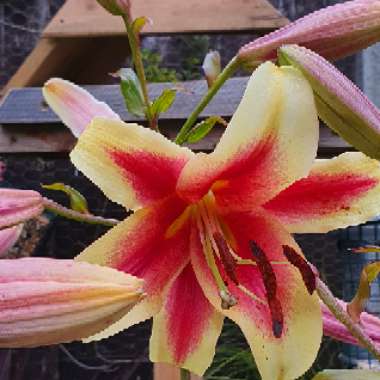 Lilium