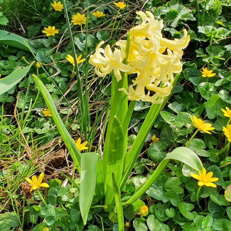 plant image 1457782