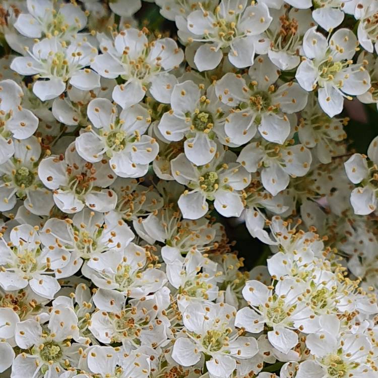 plant image 1492866 plant image 1492866