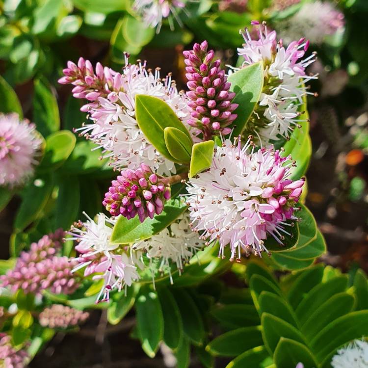 plant image 1505178