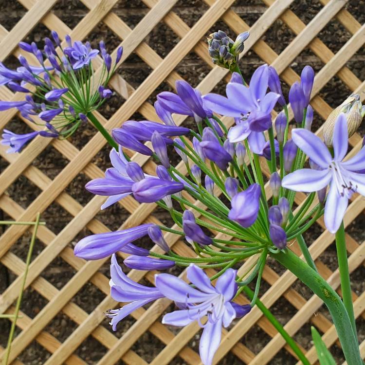plant image 1514908 plant image 1514908