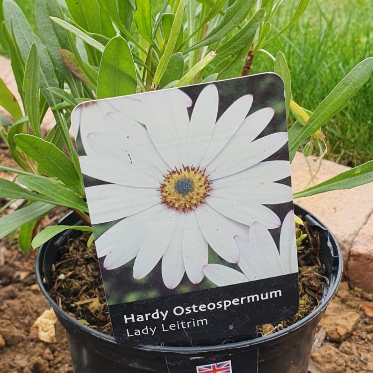 plant image 1528880