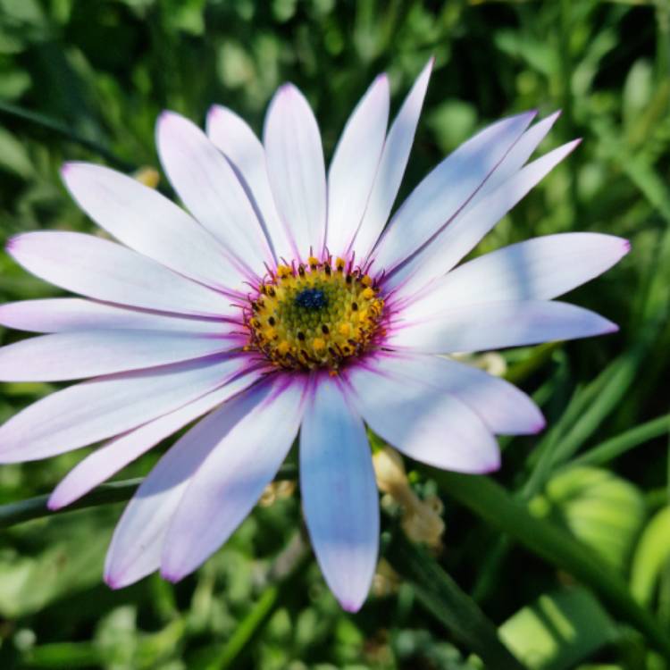 plant image 1580594