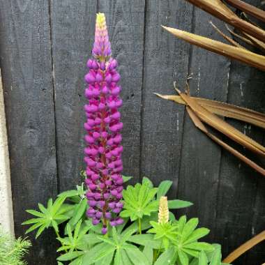 Lupinus Masterpiece