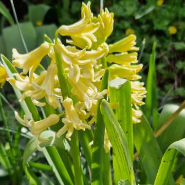Hyacinthus orientalis