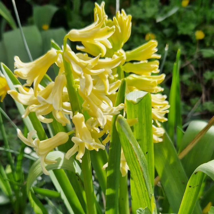 plant image 1654902