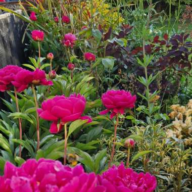 Peony