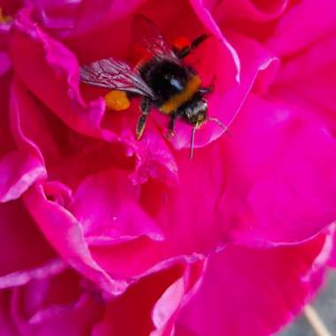 Peony