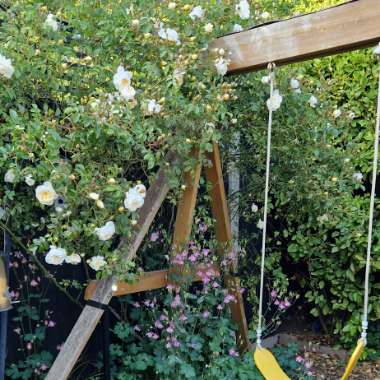 Matt's garden