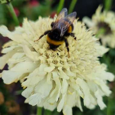 Scabious