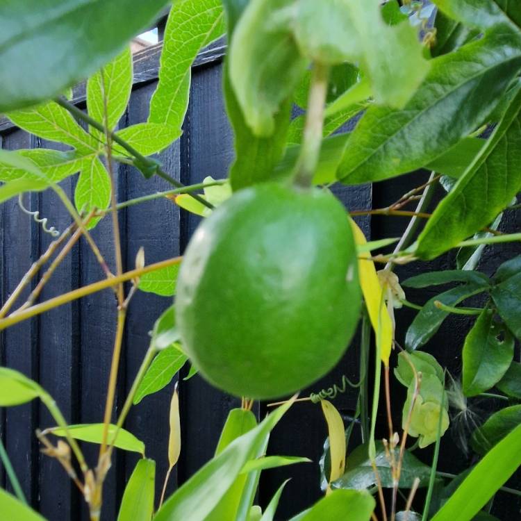 plant image 1683683 plant image 1683683