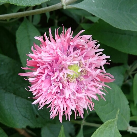 plant image 170507 plant image 170507