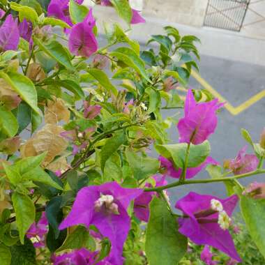Bougainvillea