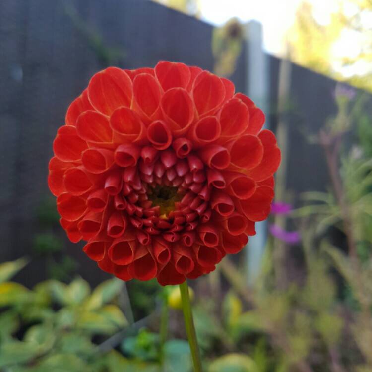 plant image 242695