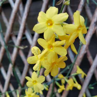 Jasminum nudiflorum
