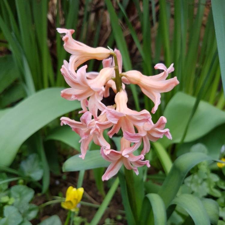 plant image 342664