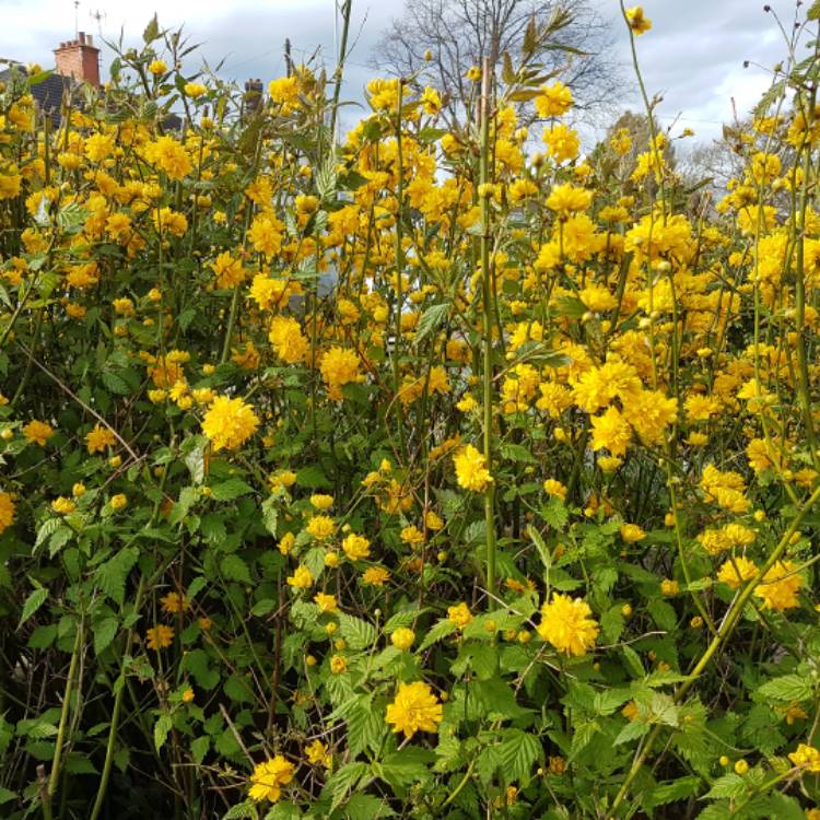 plant image 345544