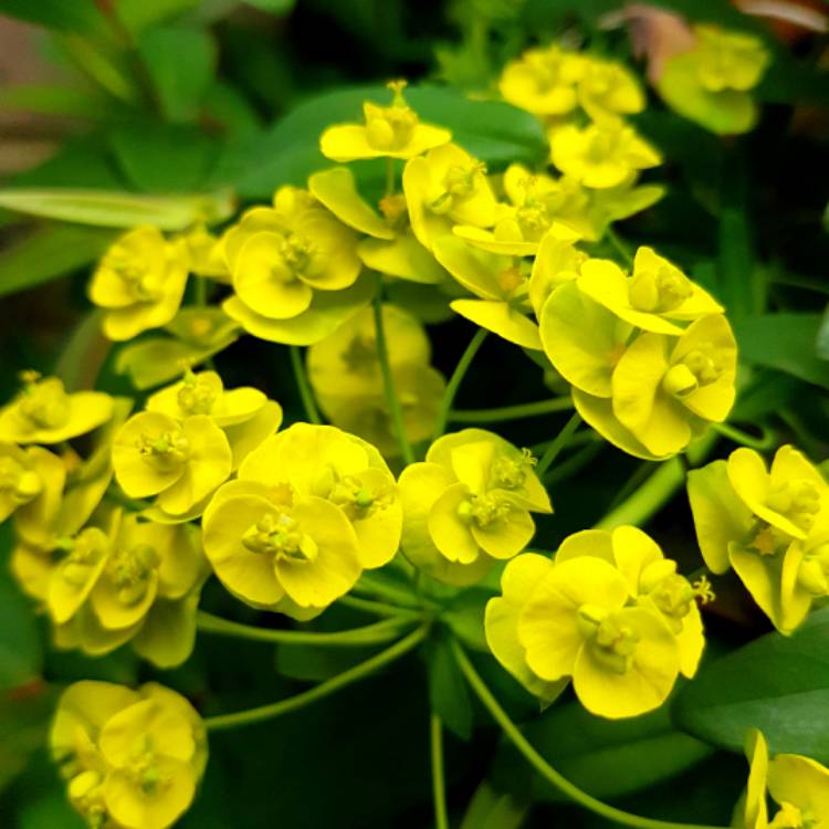 Plant image Euphorbia cyparissias 'Fen's Ruby'