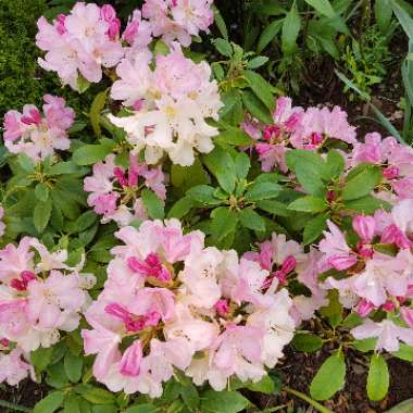 Rhododendron 'Percy Wiseman'