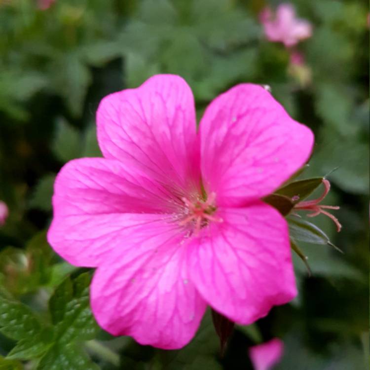 plant image 419455