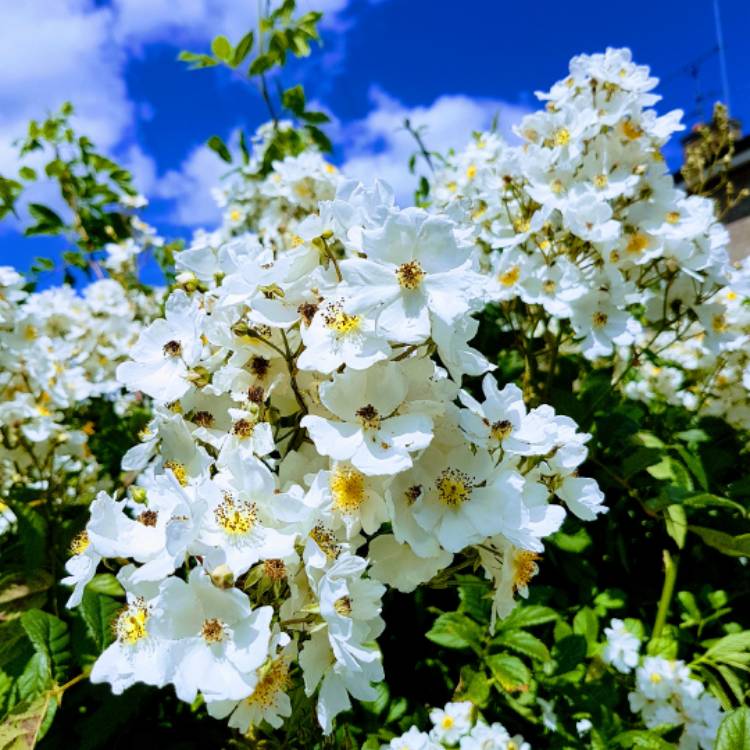 Plant image Rosa rugosa 'Alba'