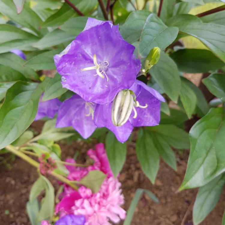 Plant image Campanula persicifolia 'Takion Blue' (Takion Series)