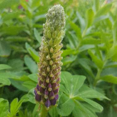 Lupinus Masterpiece