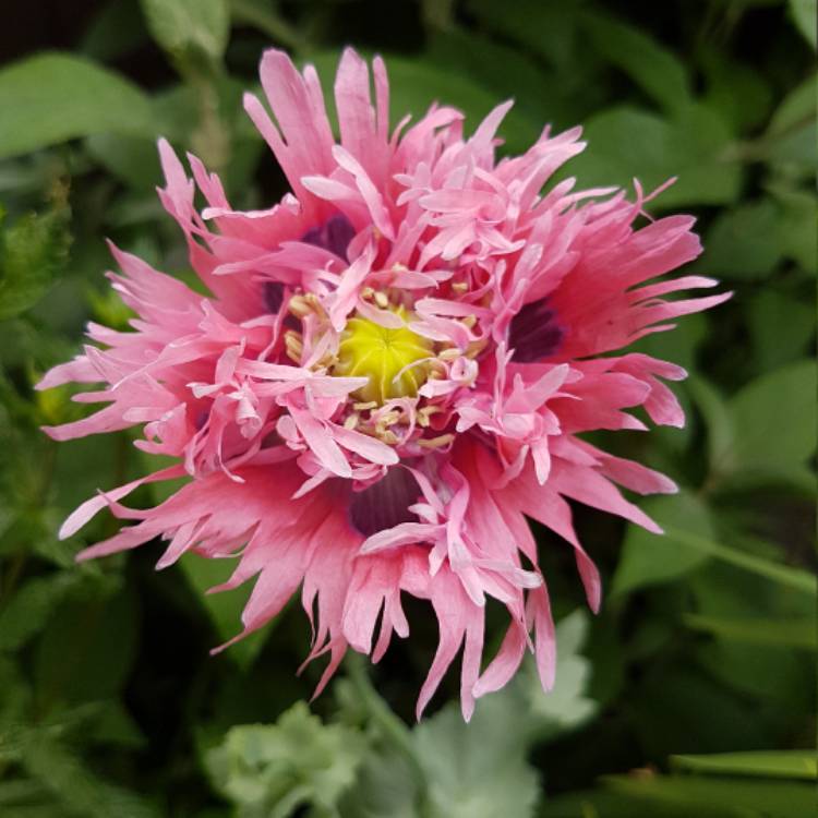 Plant image Papaver somniferum (Laciniatum Group) 'Lilac Time'