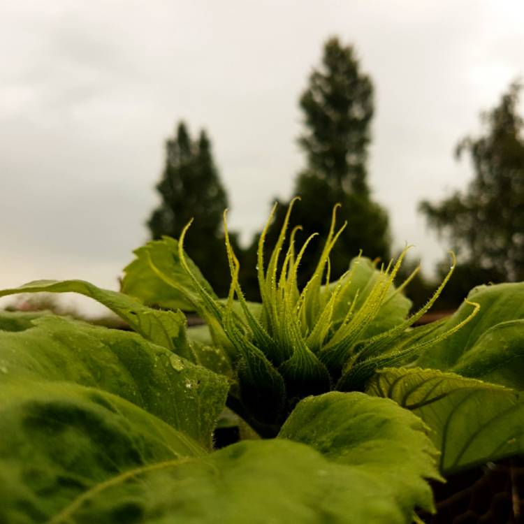 plant image 468996 plant image 468996