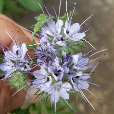 Phacelia tanacetifolia