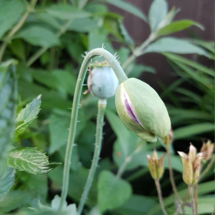 plant image 474425 plant image 474425