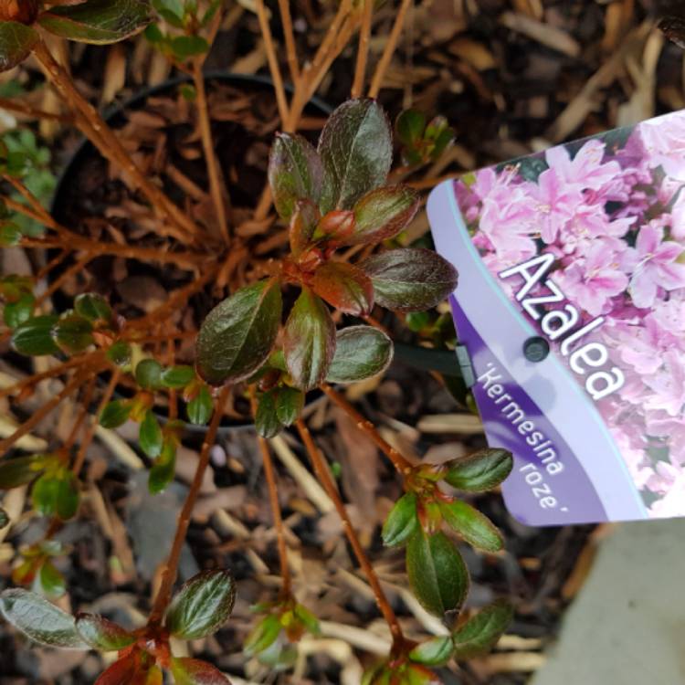 plant image 648923