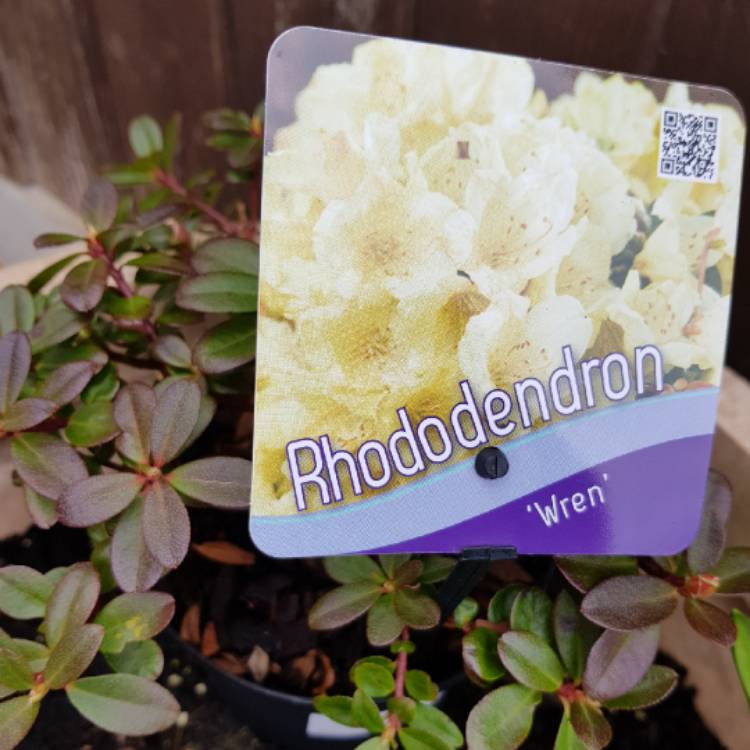 Plant image Rhododendron 'Wren'