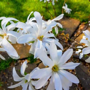 Magnolia stellata