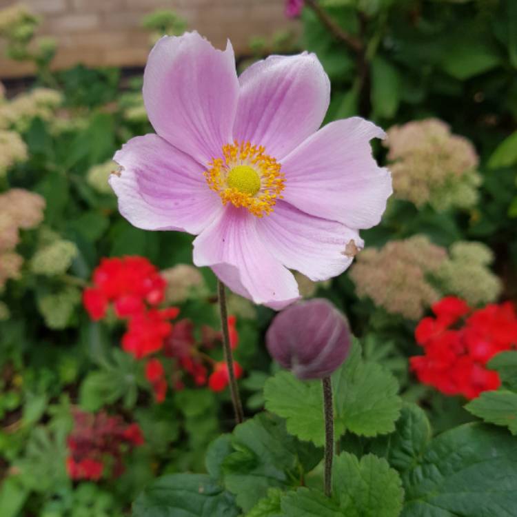 plant image 841566 plant image 841566