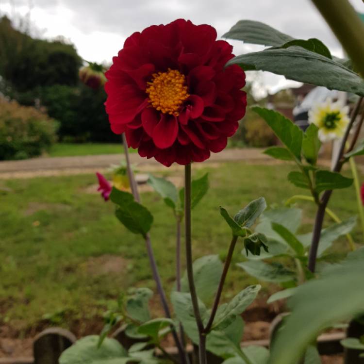 plant image 841569